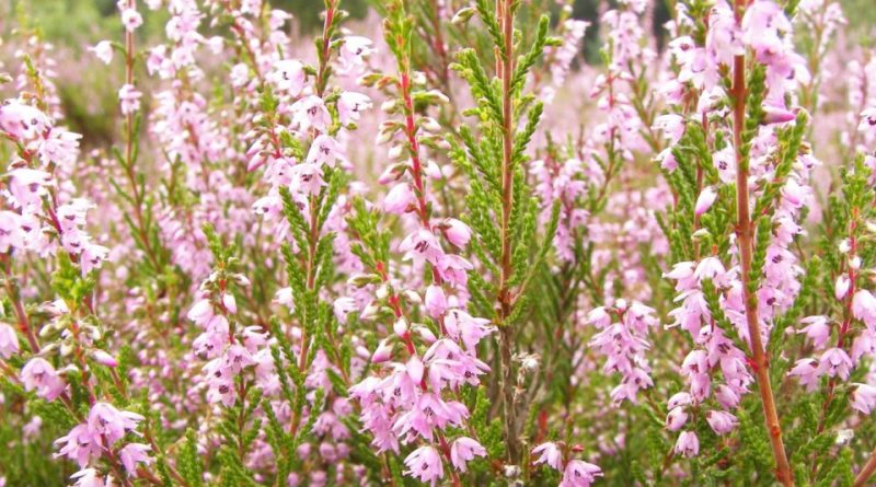 Calluna vulgaris