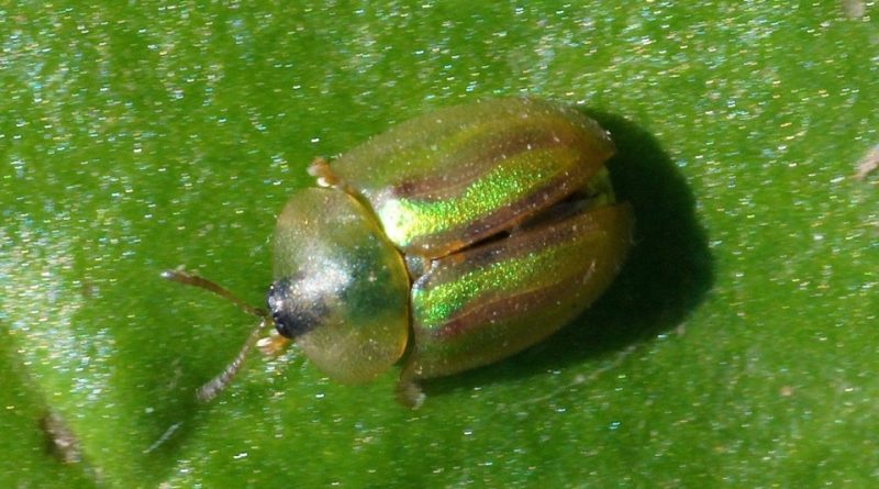 Cassida vittata