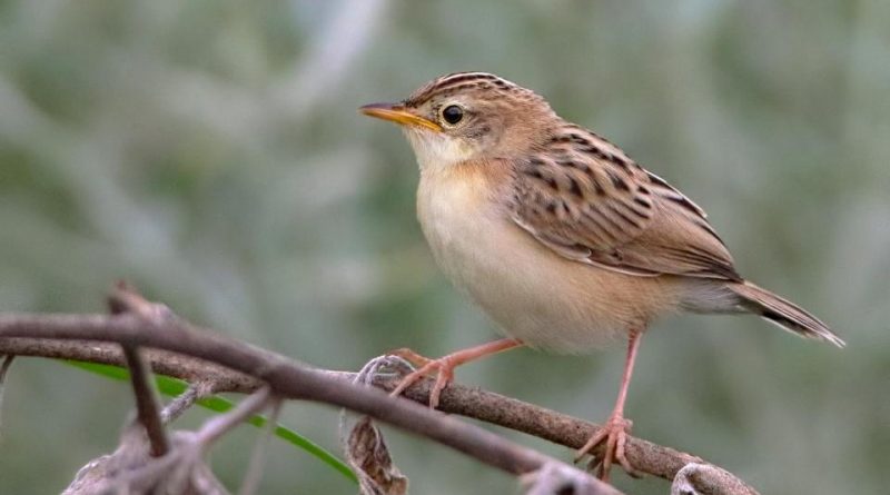 Cisticola juncidis