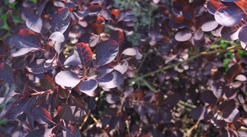 Cotinus coggygria