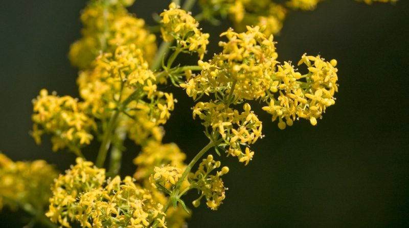 Galium verum