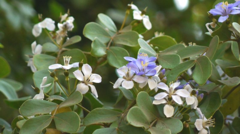 Guajacum officinale