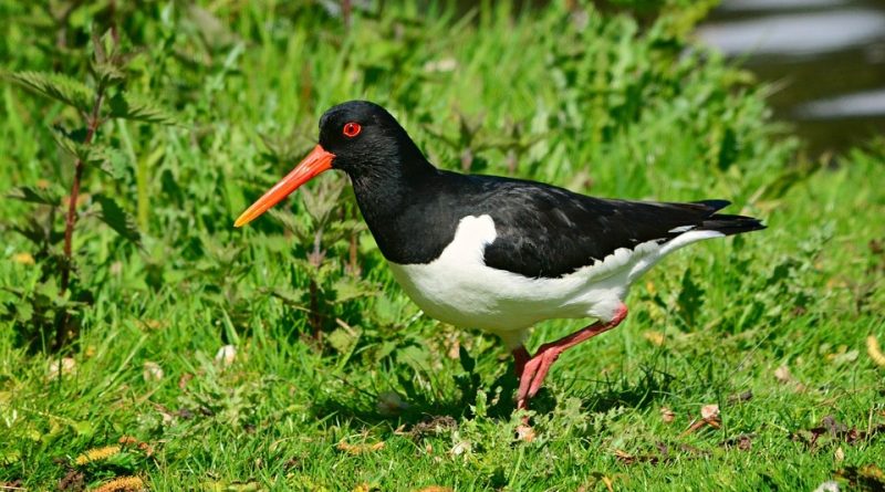 Haematopus ostralegus