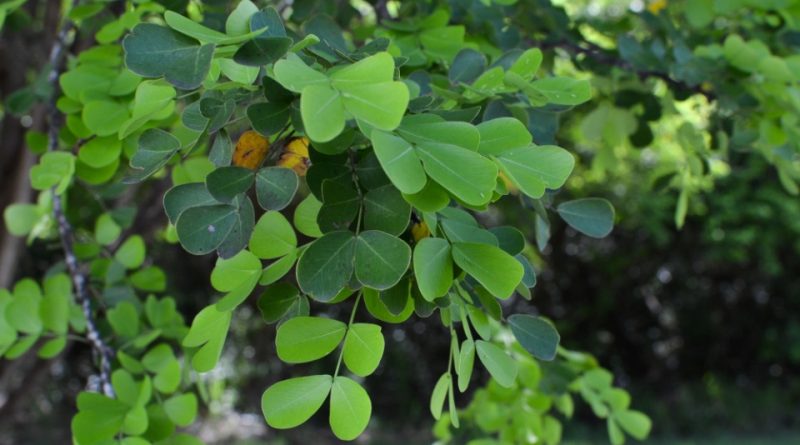 Haematoxylon campechianum