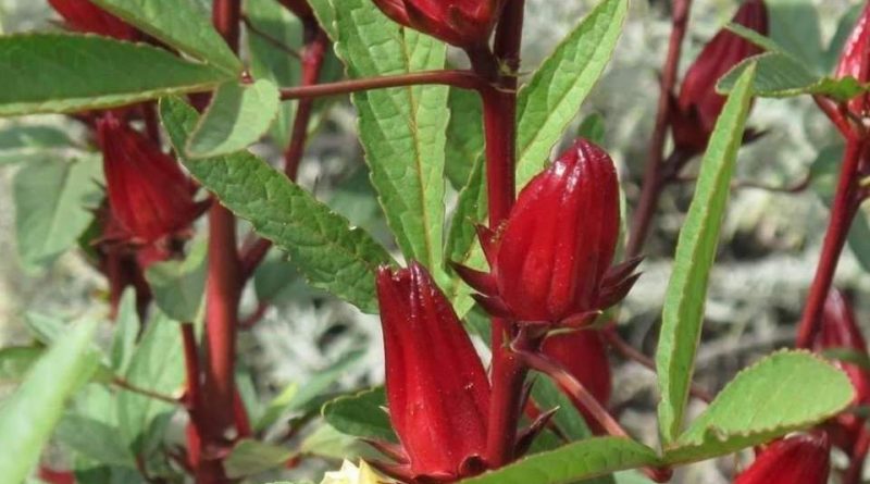 Hibiscus sabdariffa