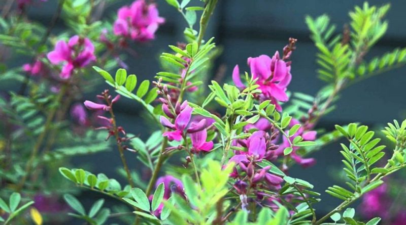 Indigofera tinctoria