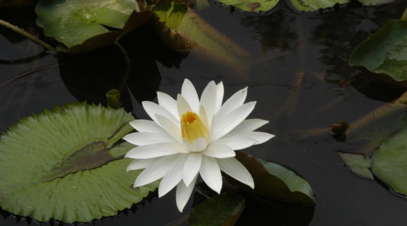 Nymphaea lotus