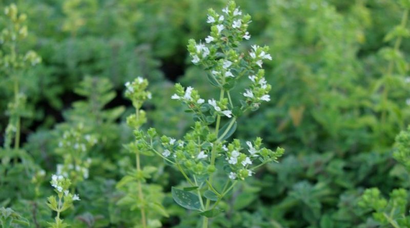 Origanum heracleoticum