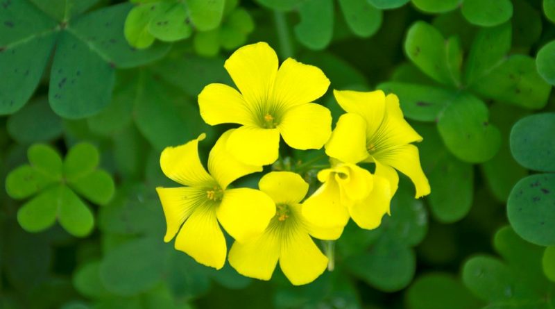 Oxalis pes-caprae