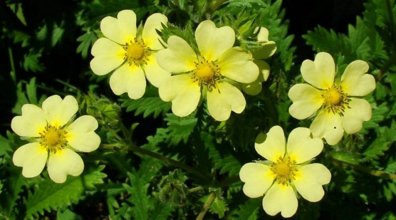 Potentilla erecta