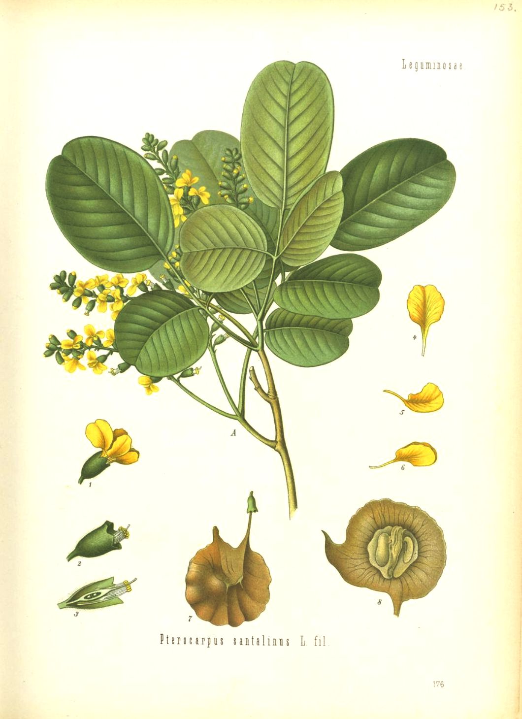 Pterocarpus santalinus Sistematica, Habitat, Coltivazione