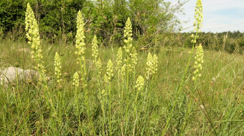 Reseda luteola