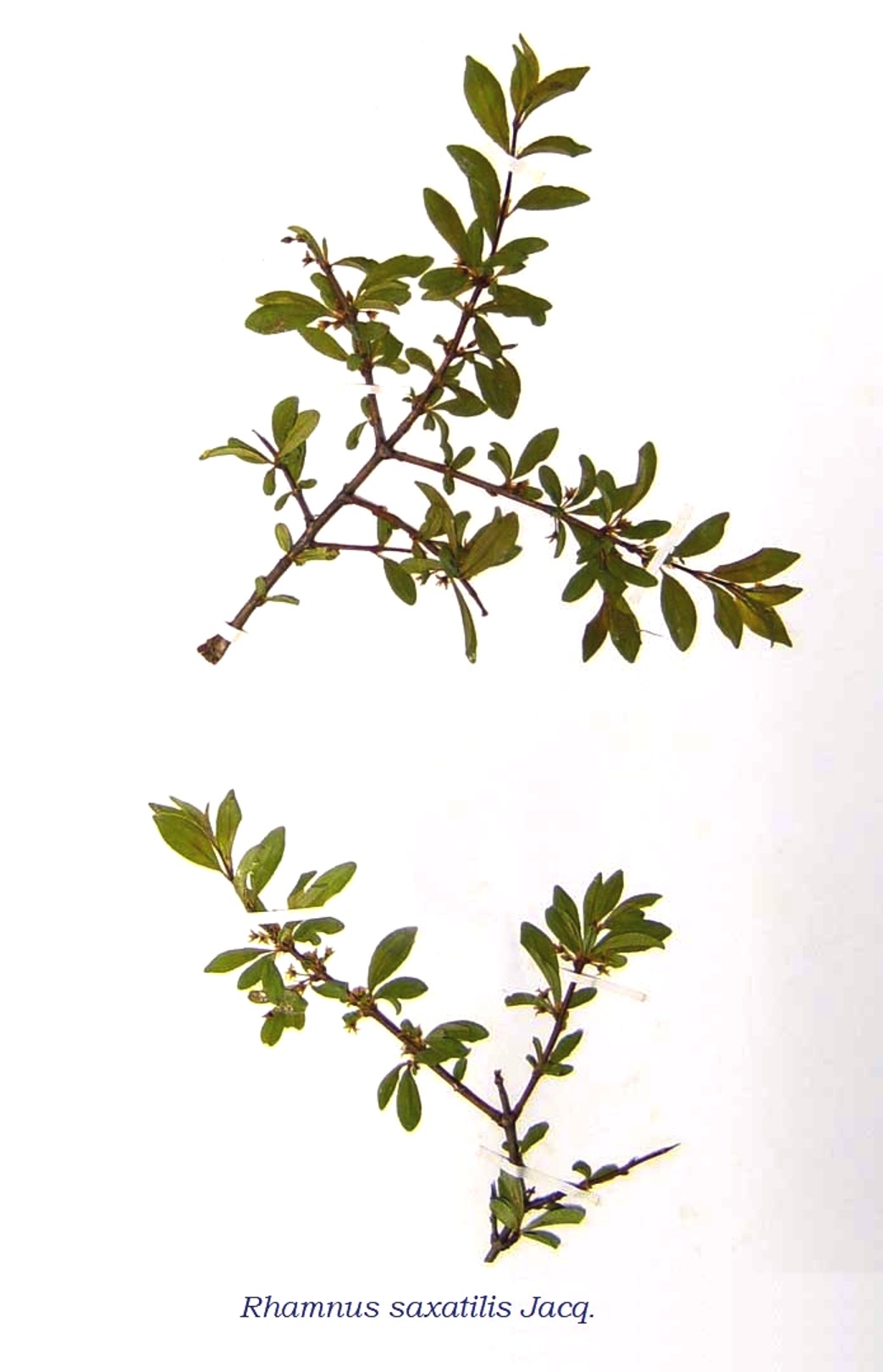 Image of Rhamnus saxatilis, free to use