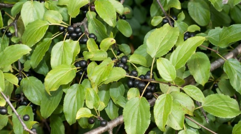 Rhamnus catartica