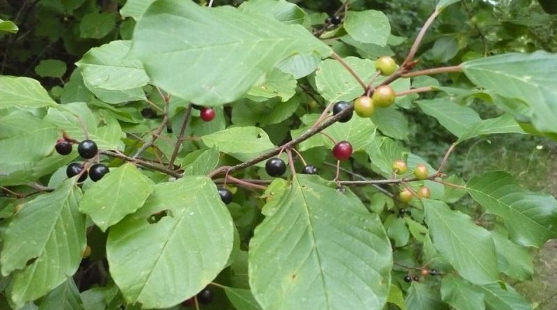 Rhamnus frangula