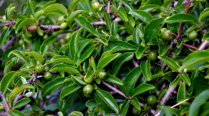 Rhamnus saxatilis