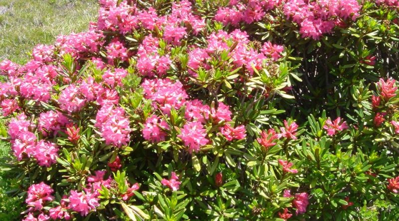 Rhododendron ferrugineum