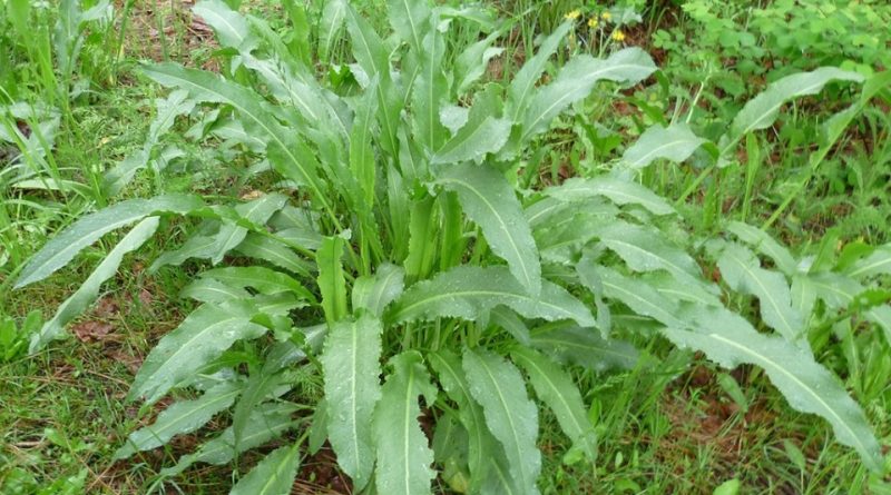 Rumex crispus