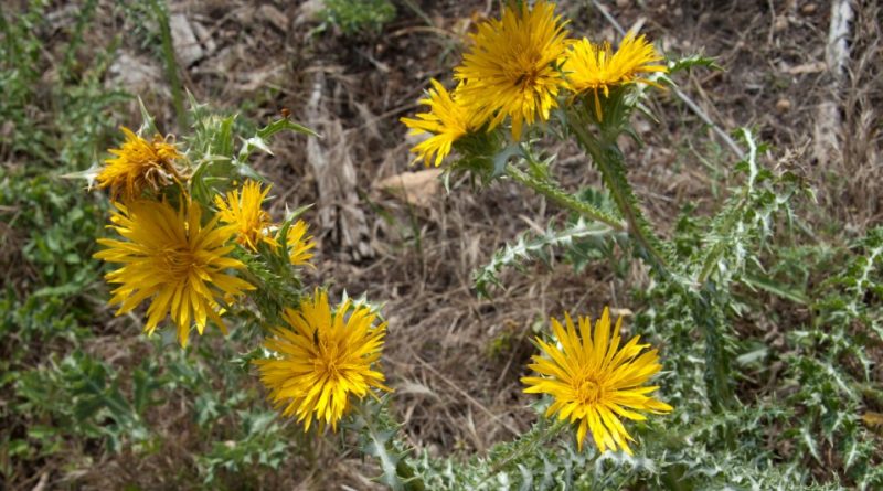 Scolymus grandiflorus