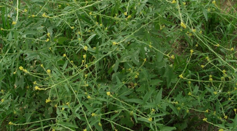 Sisymbrium officinale