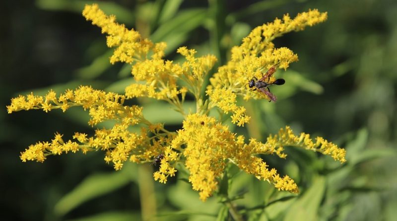 Solidago virgaurea