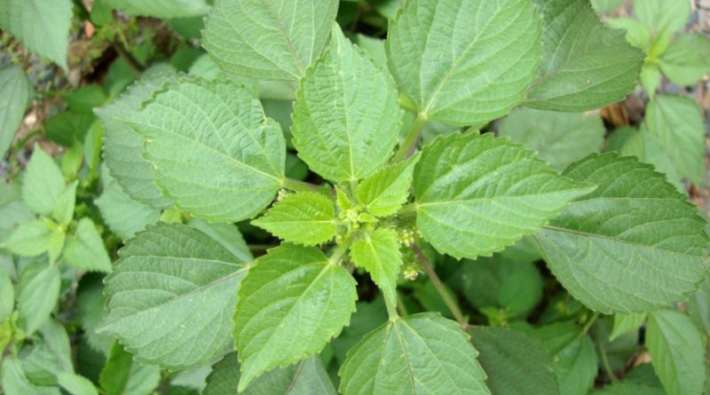 Acalypha indica