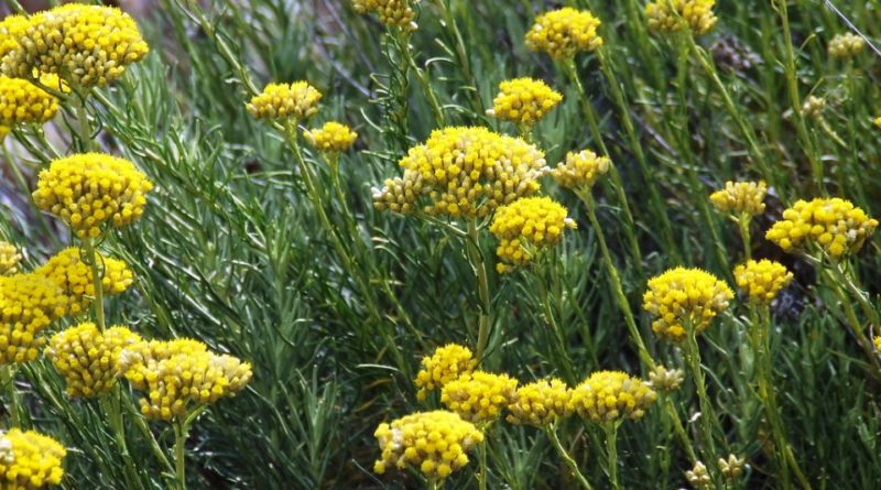 Achillea ageratum