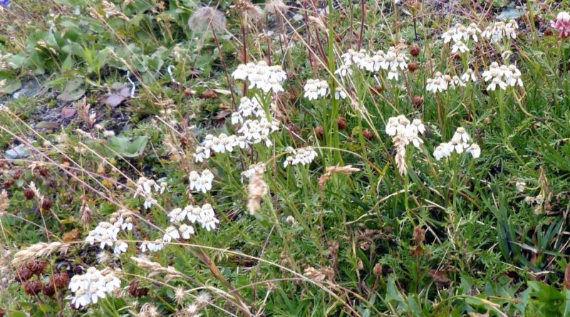 Achillea atrata