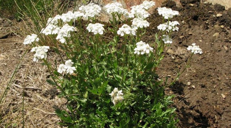 Achillea erba-rota