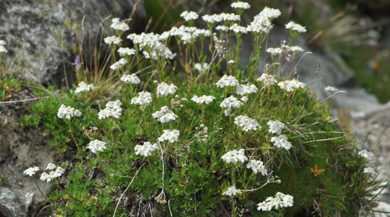 Achillea erba-rotta subsp. moschata