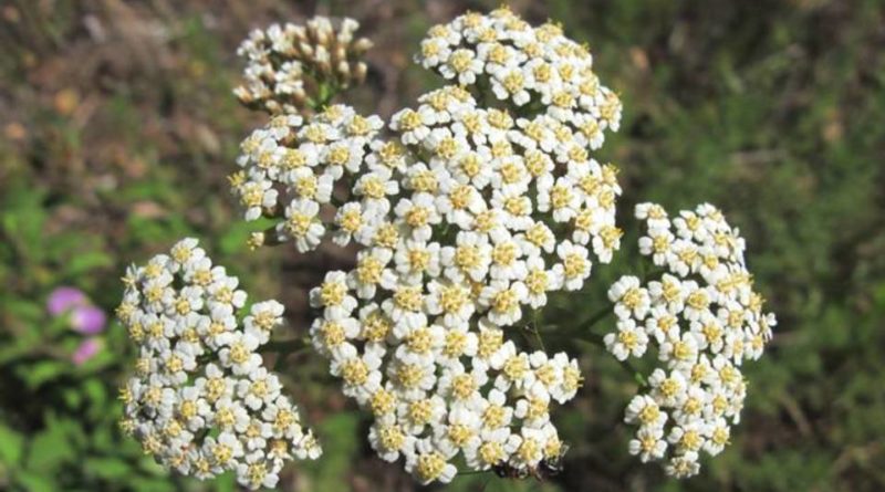 Achillea ligustica