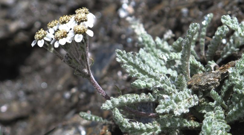 Achillea nana