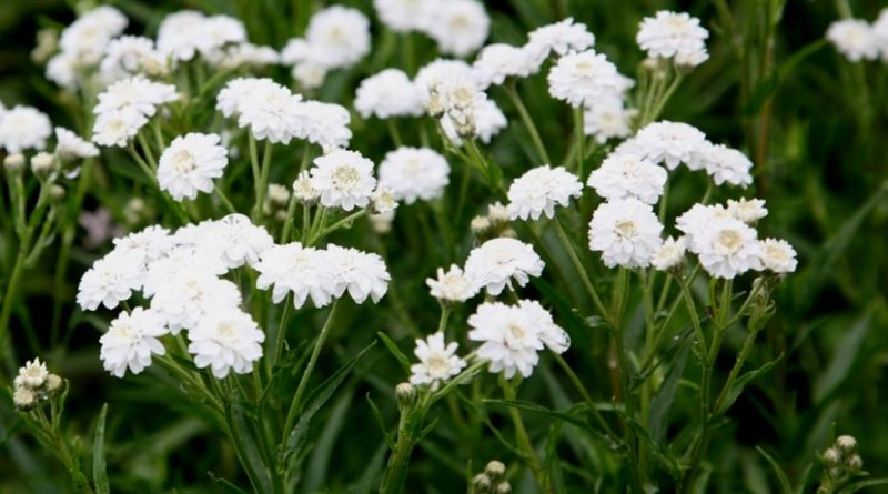 Achillea ptarmica