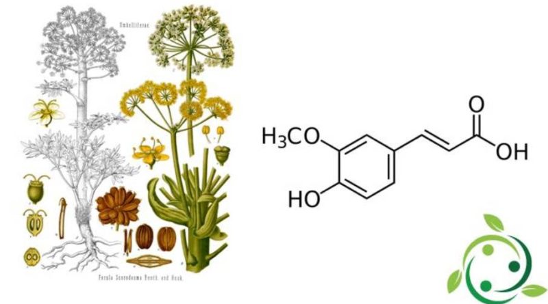 Acido ferulico