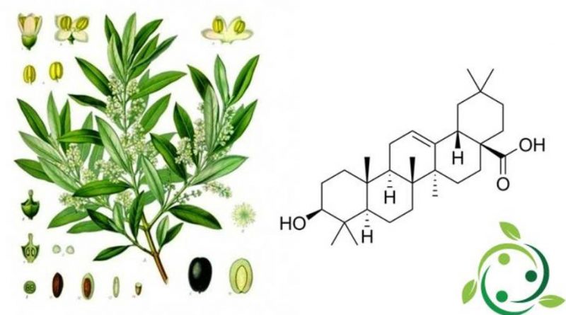 Acido oleanolico
