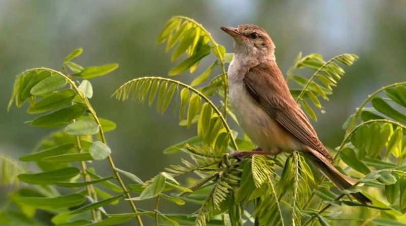 Acrocephalus arundinaceus