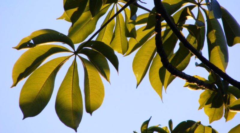 Adansonia digitata