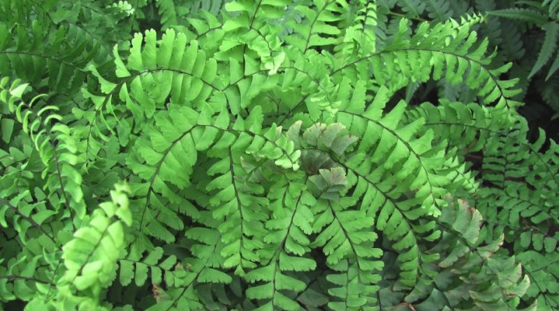 Adiantum pedatum