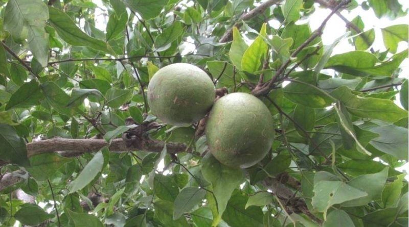 Aegle marmelos