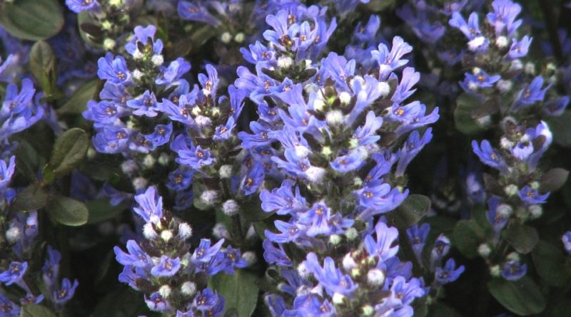 Ajuga reptans