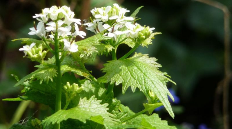 Alliaria petiolata