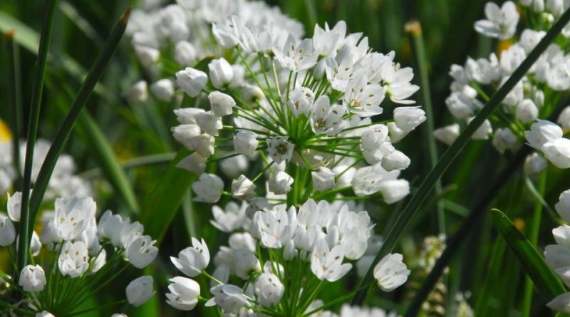 Allium neapolitanum