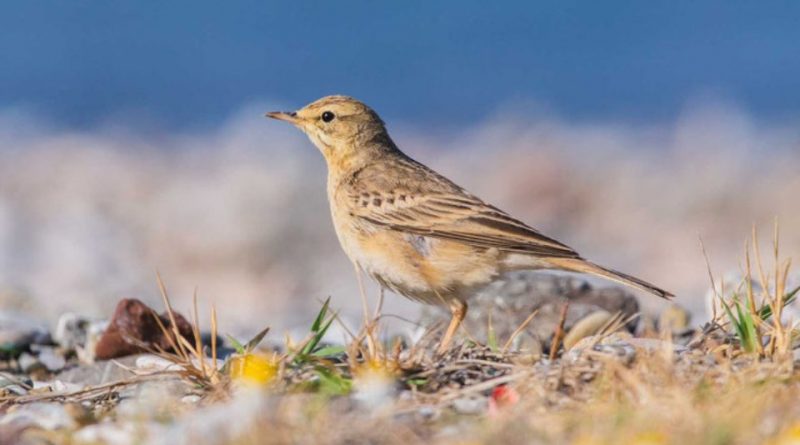 Anthus campestris