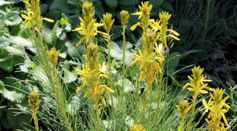 Asphodeline lutea