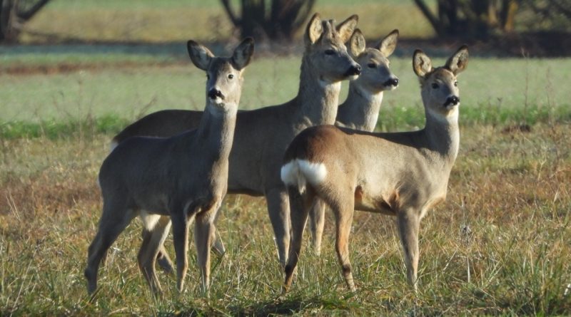 Capreolus capreolus