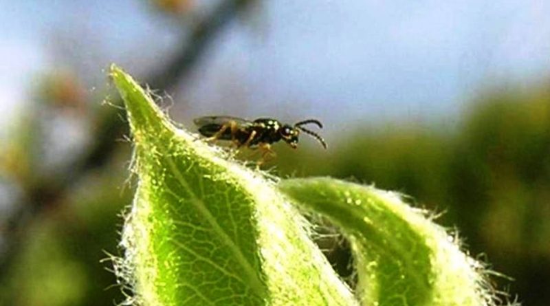 Contarinia pyrivora