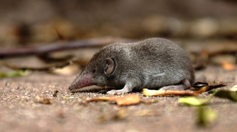 Crocidura suaveolens