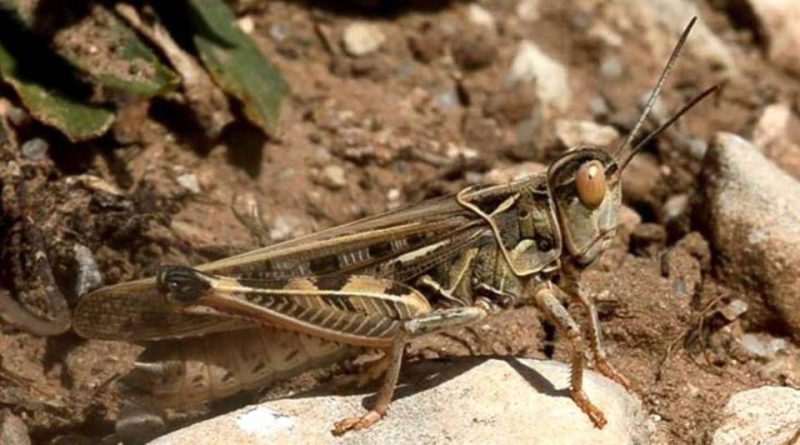 Dociostaurus maroccanus