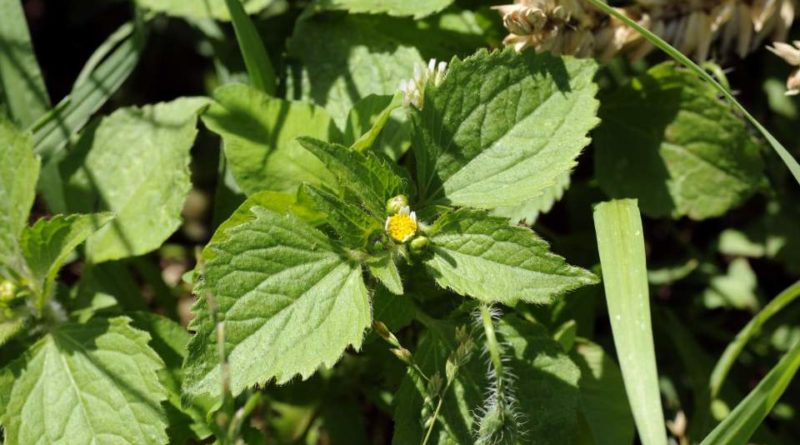 Galinsoga ciliata