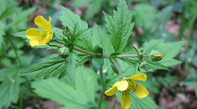 Geum urbanum